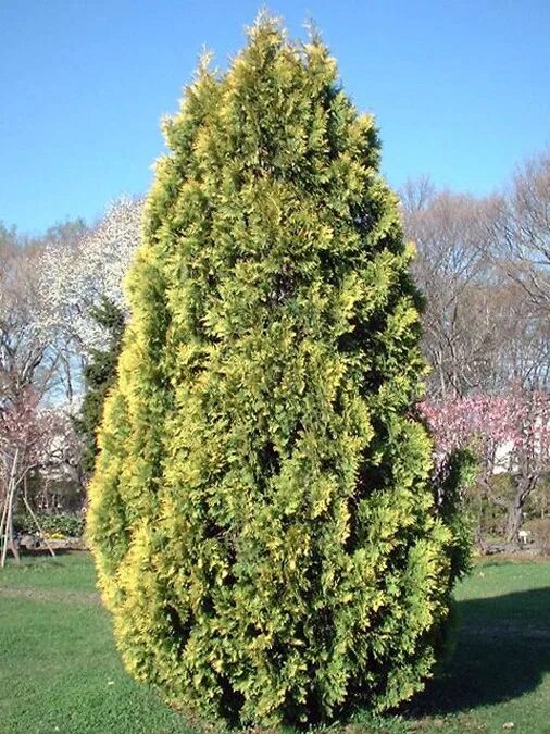 туя западная 'европа голд'   thuja occidentalis 'europe gold'. Gold europe. туя западная 'европа голд'   thuja occidentalis 'europe gold'. туя europe gold. Gold europe.
