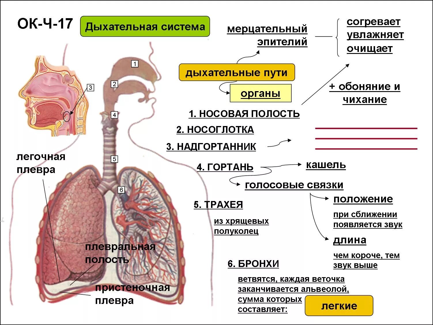 Роль дыхательной системы 3 класс. Работа дыхательной системы схема. Строение отделов органов дыхания. Анатомических образований дыхательной системы человека:. Структурные элементы дыхательной системы.