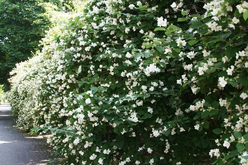 Чубушник куст куст. Чубушник живая. Чубушник сноу глоб. Спирея вангутта изгородь. Чубушник живая.