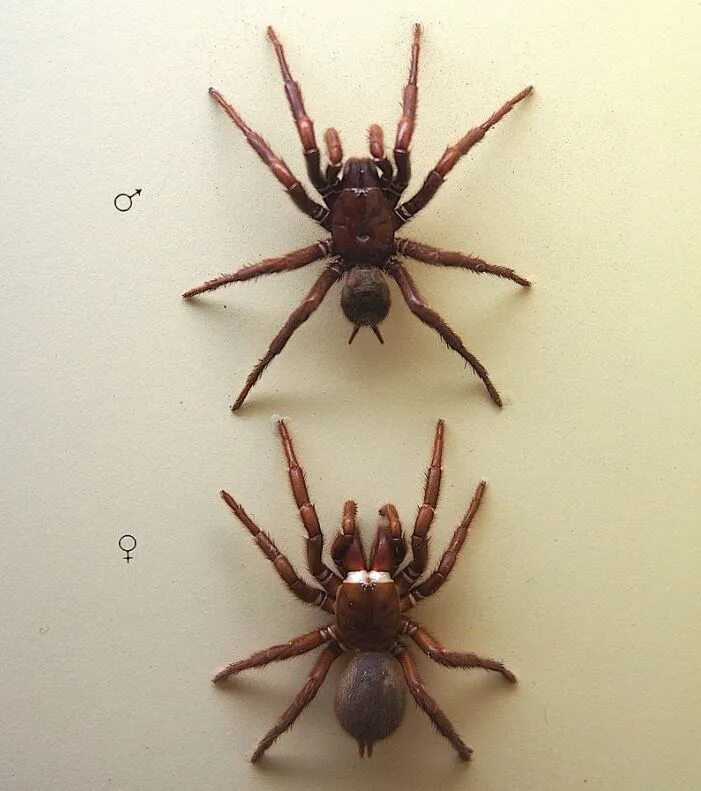 Сиднейский лейкопаутинный паук. Австралийский лейкопаутинный паук. Porrhothele antipodiana. Сиднейский воронковый паук австралия. Сиднейский лейкопаутинный паук.