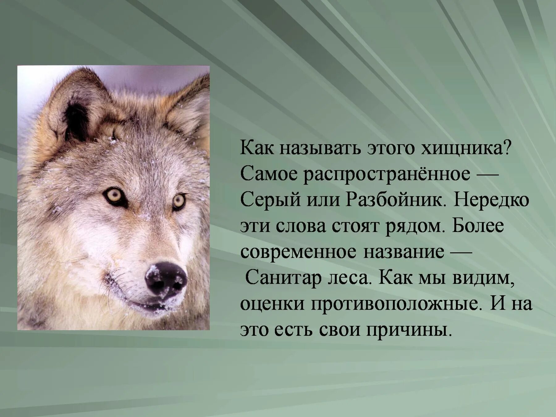 Сообщение о волке. Описание волка. Описать волка. Небольшой доклад про волка.