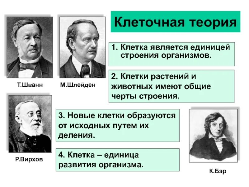 Клеточная теория строения организмов. Шванн Шлейден Вирхов. Теория клеточного строения Шлейдена. Клеточная теория м. Шлейден, т. Шванн. Т Шванн теория.