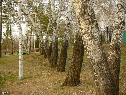 Погода шмаковке приморском крае