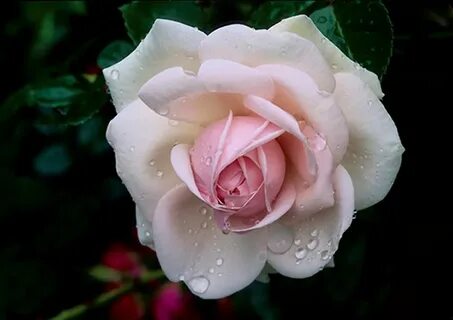 Roses awaken