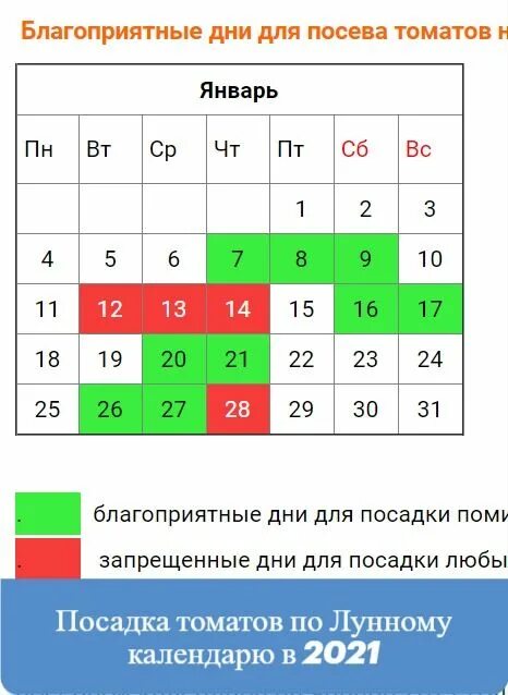 Дни для пересадки томатов в марте 2024