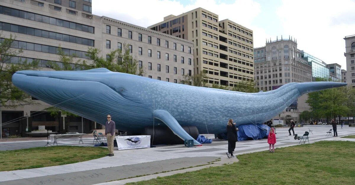 Огромный кит. Самый большой синий кит. Самый большой кит Размеры. Размеры кита самого большого. Самое крупное простейшее