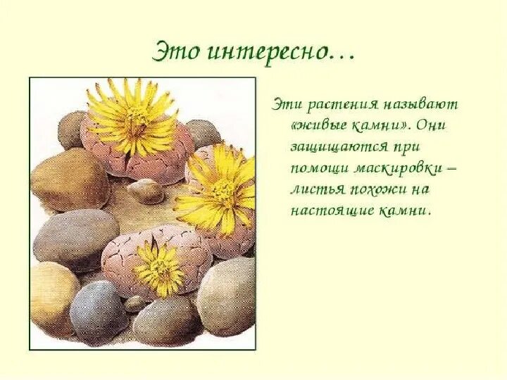 Растения и их защита. Как защищаются растения. растения которые защищаются от животных. растения которые защищаются от врагов.