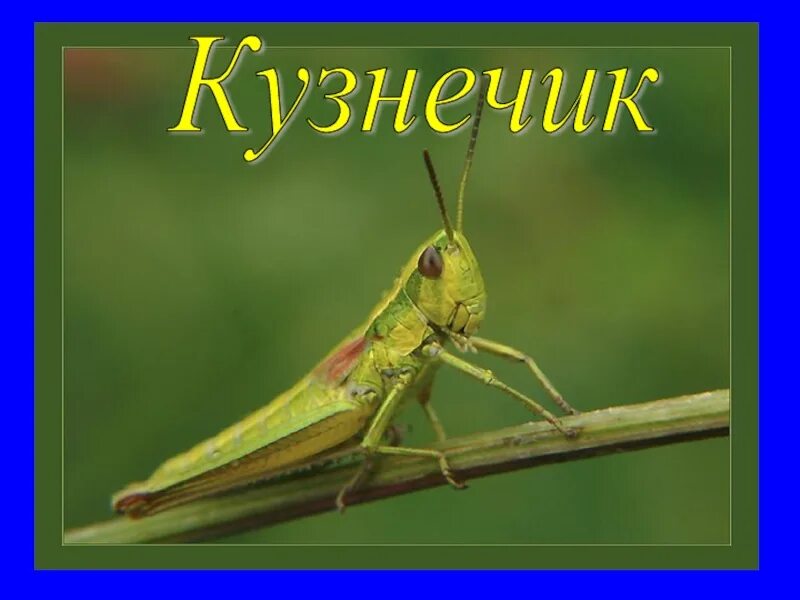 Кузнечики 2 класс окружающий мир. Кузнечик презентация. кузнечики надпись. рассказ о кузнечике. сообщение о кузнечике.