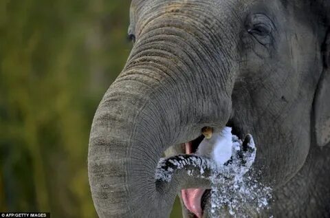 Elephants eat tigers