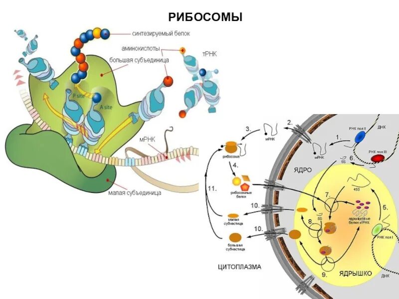 Взаимосвязь ядра и рибосом. Синтез рибосом эукариотической клетки. Схема ядра эукариотической клетки. Рибосомы в цитоплазме. Рибосомы эукариот.