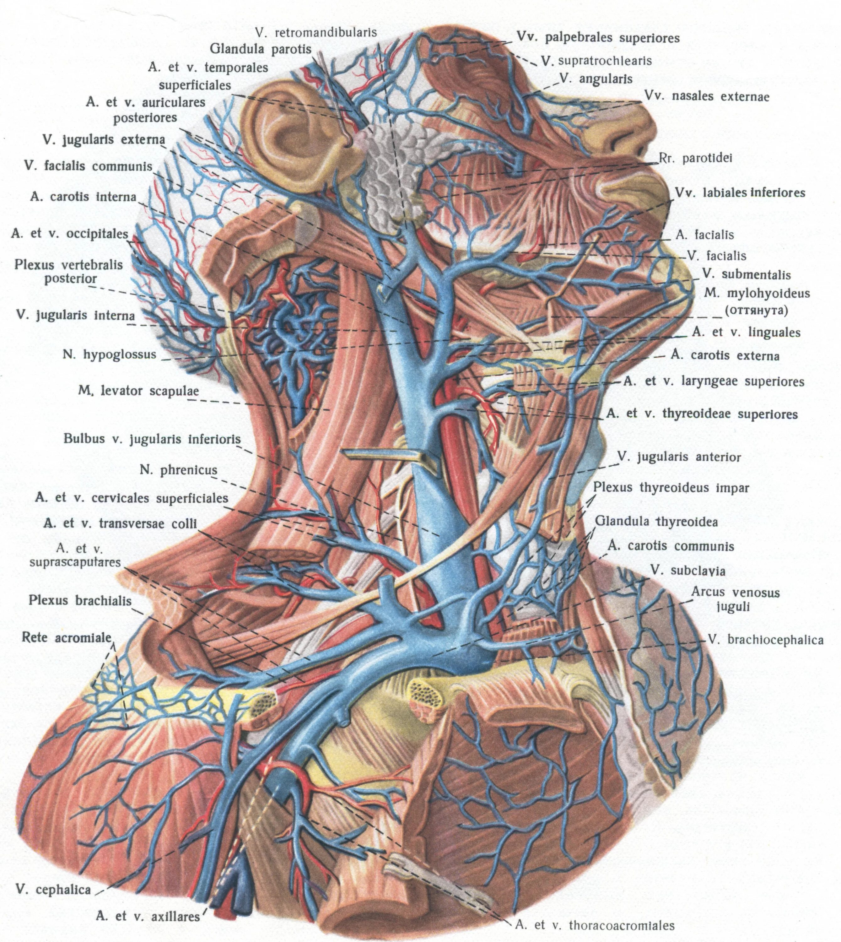 Яремная артерия где находится. Наружная яремная Вена анатомия. Яремная Вена кт анатомия.