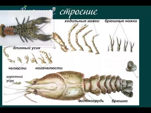 Брюшные конечности ракообразных. Конечности ракообразных. наружный скелет ракообразных. внешнее строение ракообразных. строение скелета ракообразных.