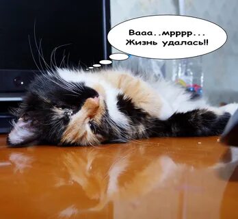 Жизнь удалась сайт