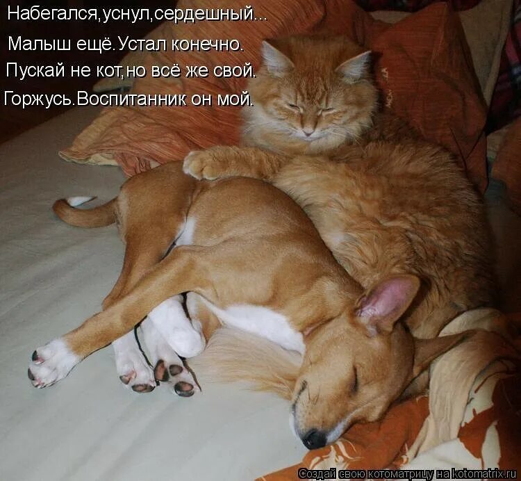 Не пущу псов