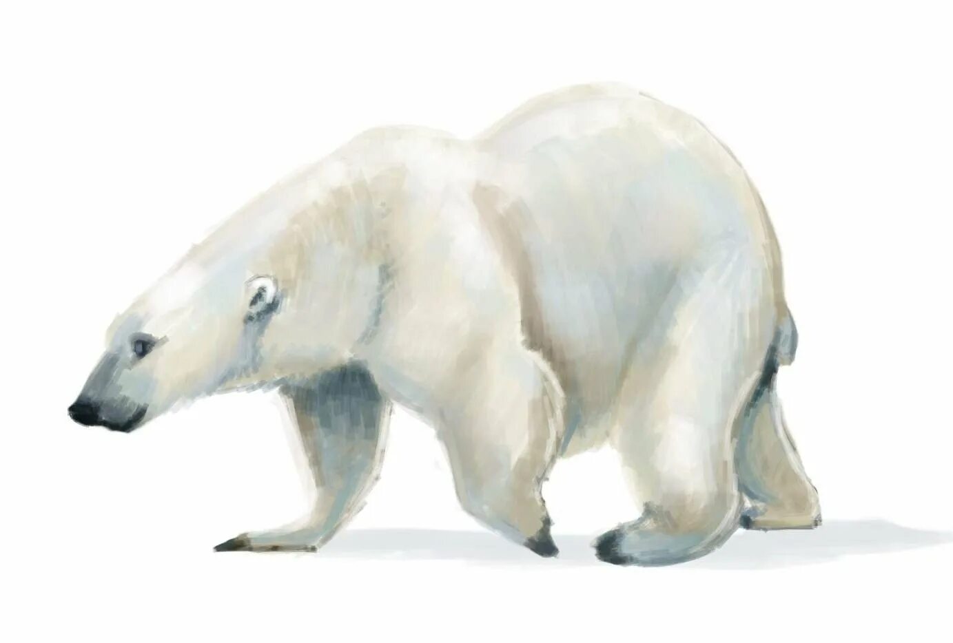 Белые картинки для детей. Белый медведь. Белый медведь рисунок. Нарисовать белого медведя. Белый медведь сверху.