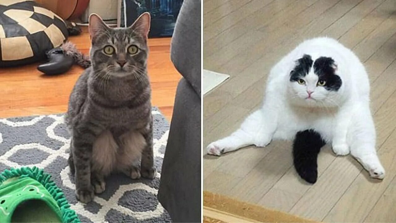 Смешных кошек которые