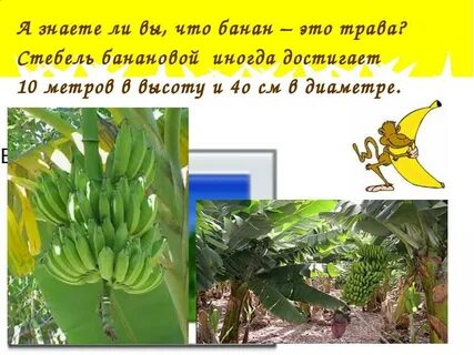 Загадка банан
