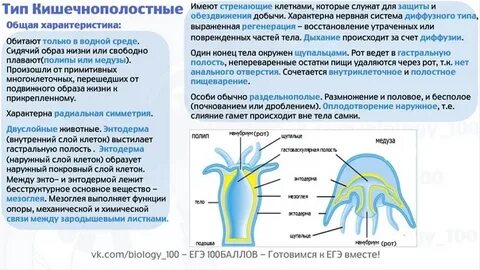 Характеристика кишечнополостных 7 класс биология