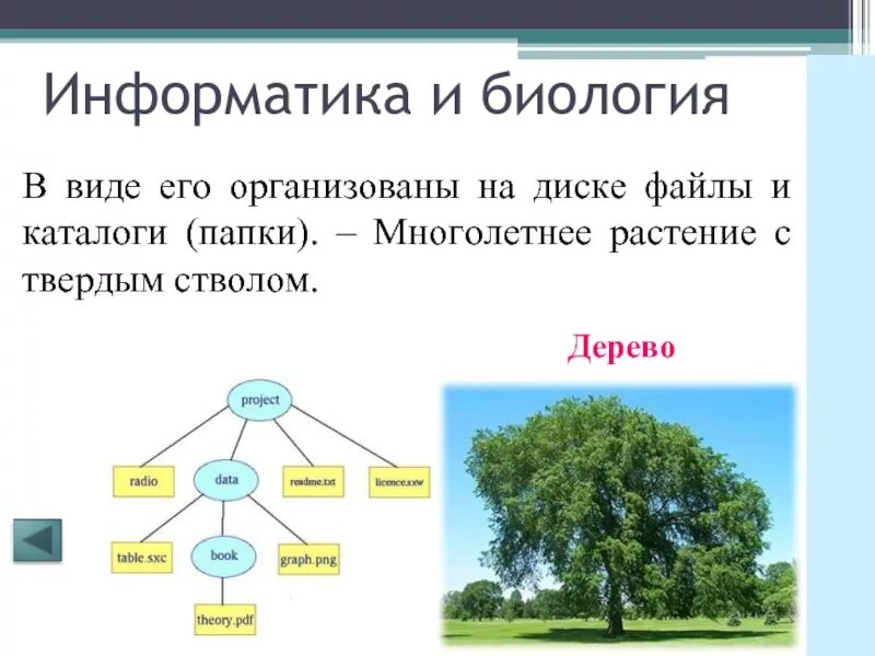 Дерево 5 класс информатика. Дерево Информатика. Дерево биология. Биологическое дерево Информатика. Схема дерево Информатика.