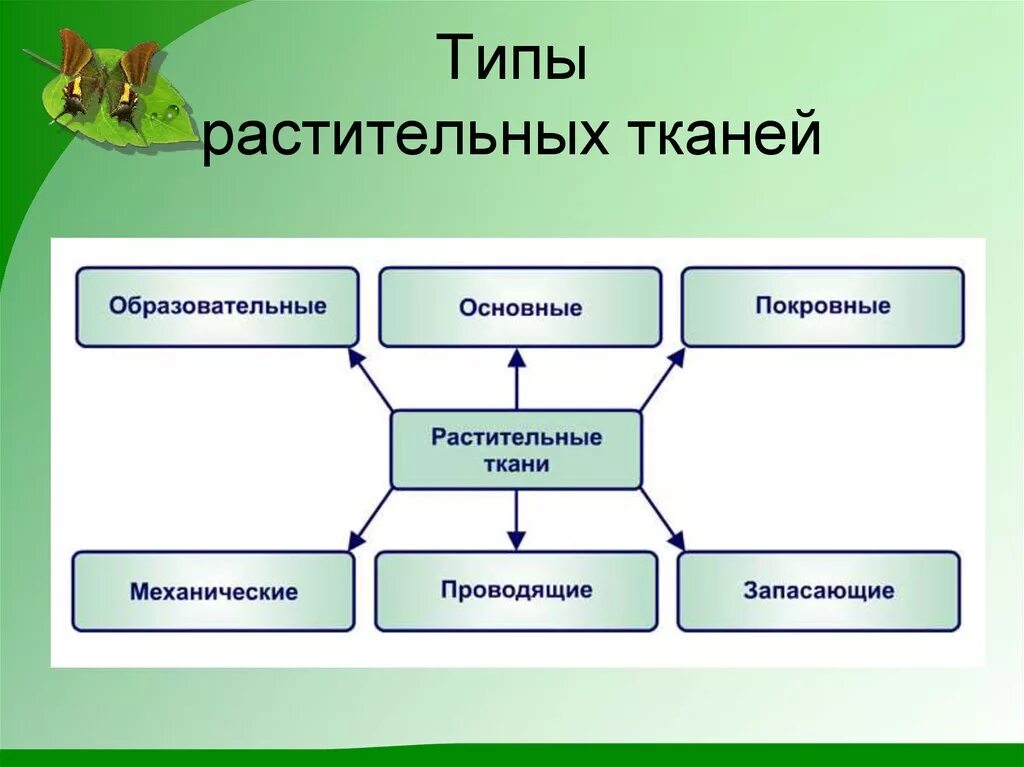 Ткани растений 6 видов. Схема классификация тканей растений. Классификация растительных тканей схема. Растительные ткани схема. Виды тканей растений схема.