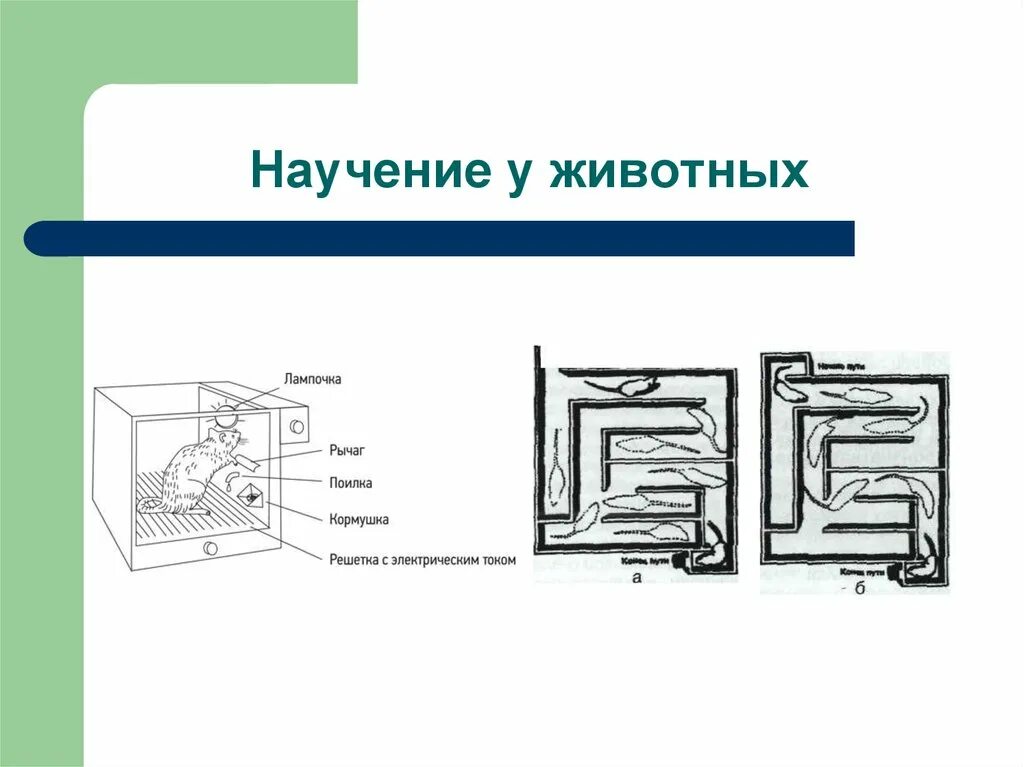 Научение у животных. Научение животных. Научение. Условия необходимые для научения животных методом лабиринтов.