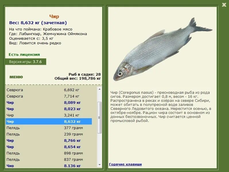 налим максимальный размер. налим вес. осетровые рыбы размер и вес. вес кенгуру. бегемот для презентации.