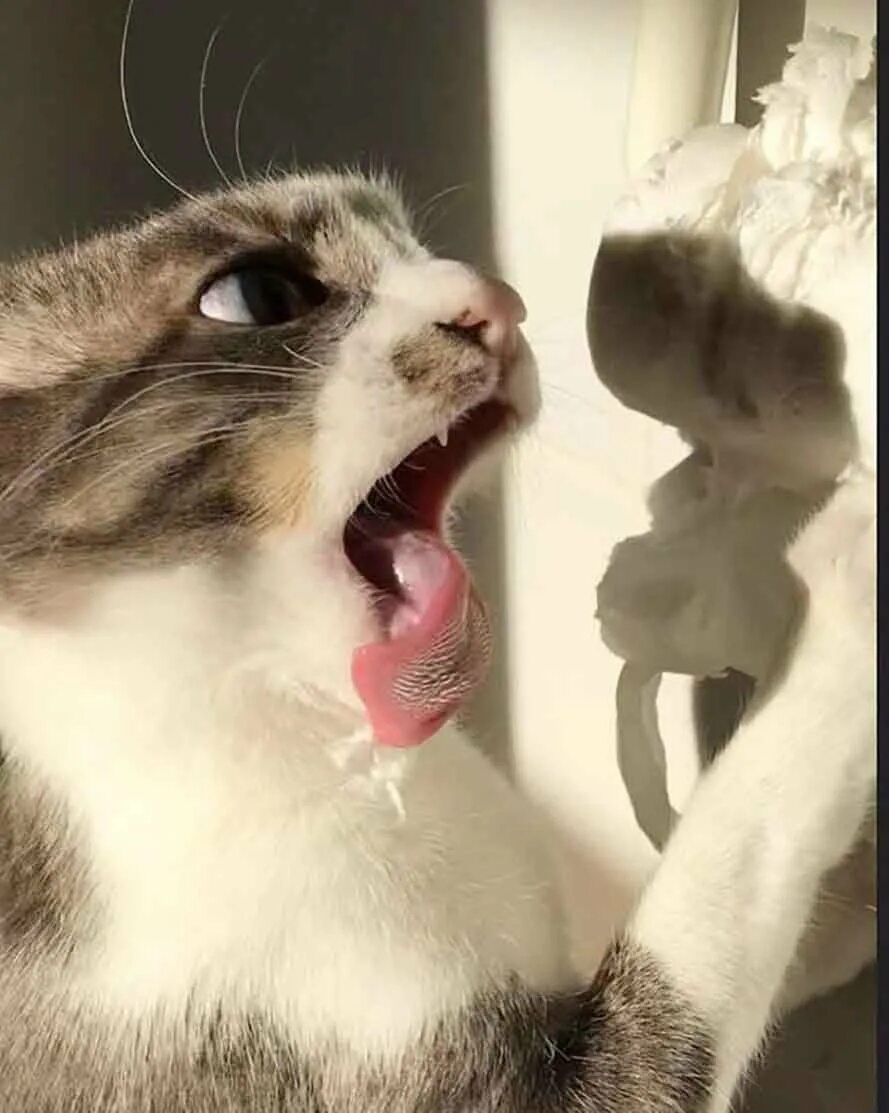 Смешных котиков до слез. Смешные животные до слёз. Угарные коты. Смешные коты до слез. Котики до слез.