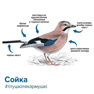 Сойка рисунок