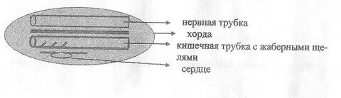 Хорда под нервной трубкой