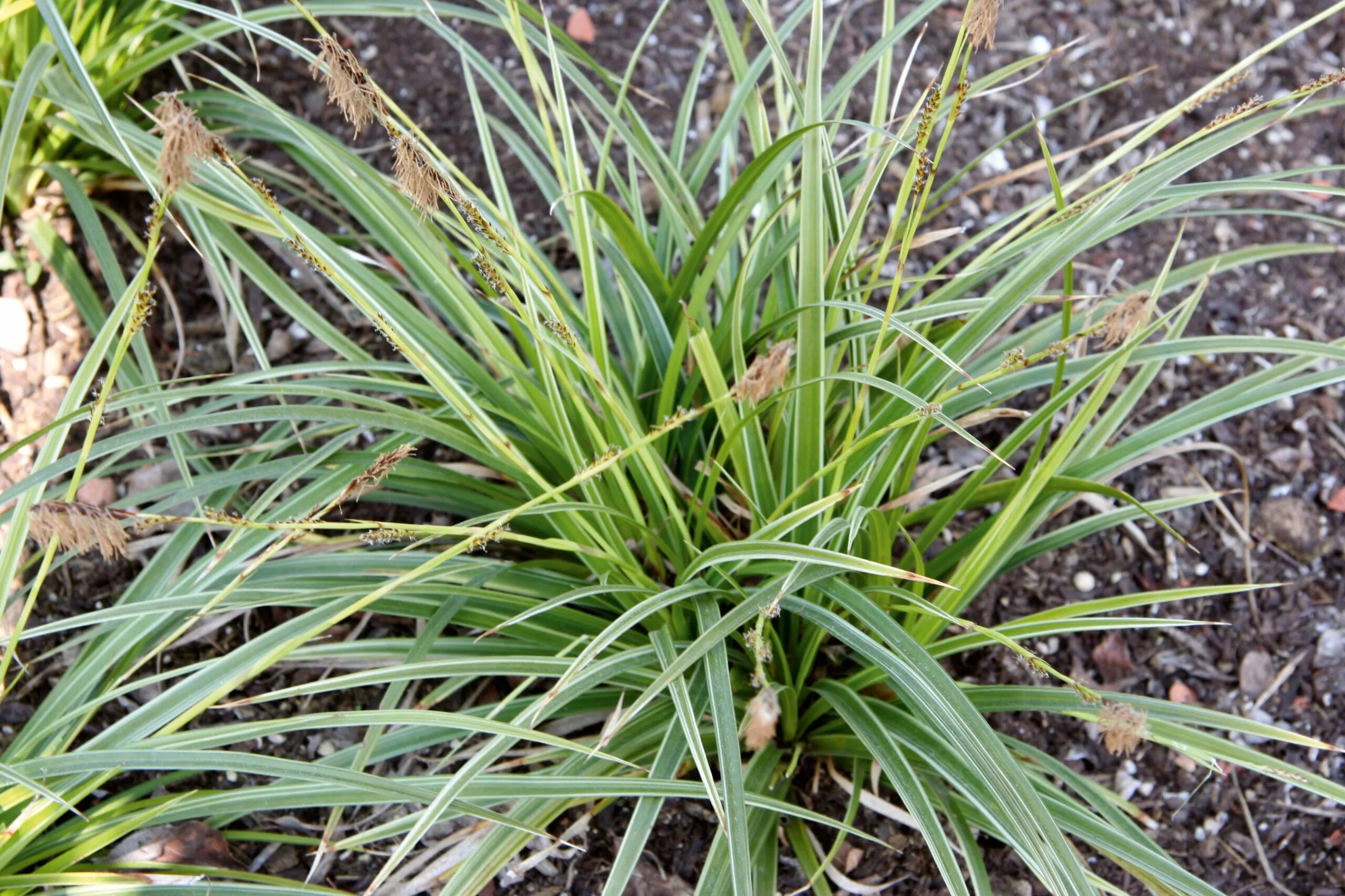 Как выглядит осока. Осока болотная. осока шероховатолистная. carex morrowii &#039;variegata&#039;. осока тонколистная.