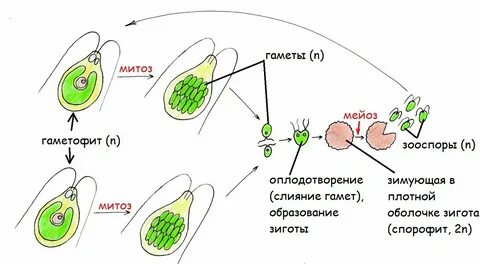 Размножение водорослей циклы развития 7 класс биология
