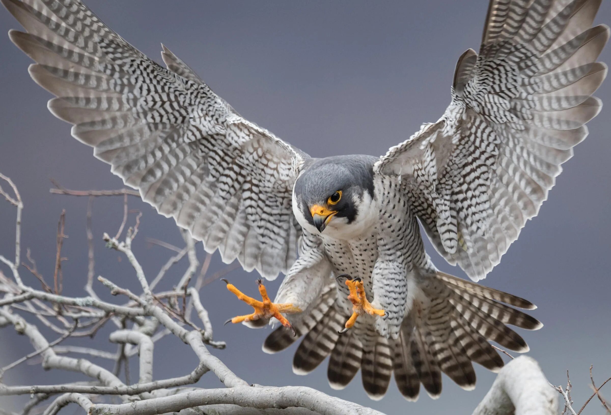 Картинка пернатый. Сапсан птица. Сокол Сапсан. Сапсан Falco peregrinus. Ястреб Кречет.