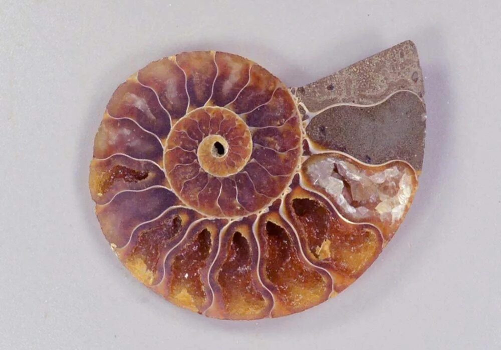 аммониты головоногие эра. аммонит срез. аммонит в разрезе. аммонит срез. аммонит, полированный срез.