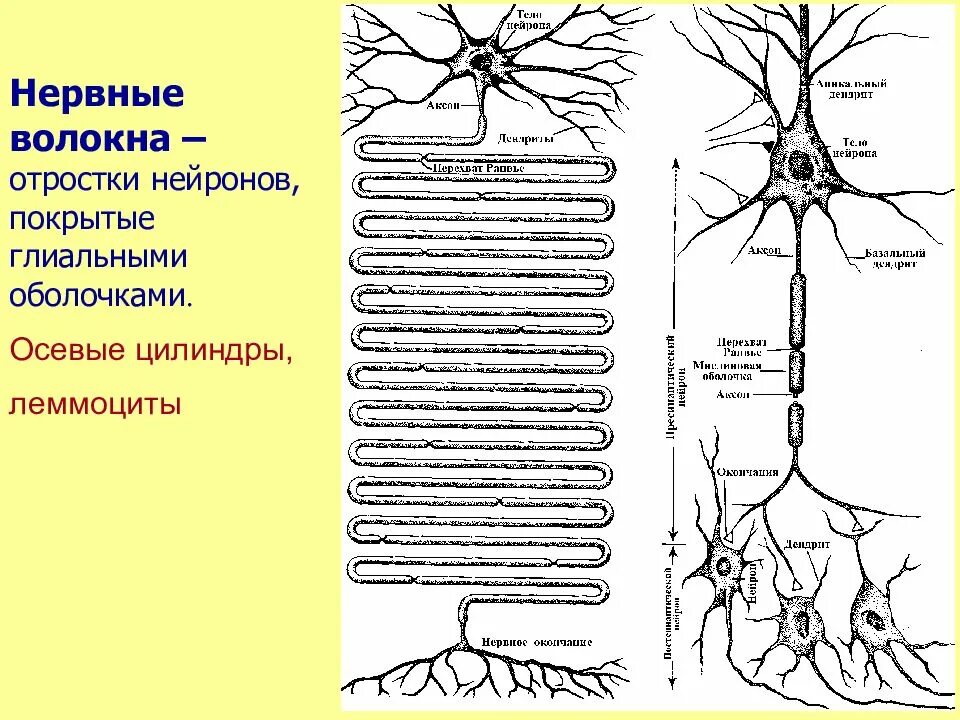 Отростки нейронов покрытые оболочкой образуют. Строение нейрона и нервного волокна. глиальная оболочка нервного волокна. схема строения нервной клетки анатомия. концевые аппараты отростков нейронов.