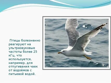 Рассказ под чаек