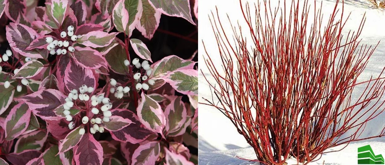 Дёрен белый sibirica variegata. Дерен белый сибирика вариегата. Дерен сибирика вариегата. Дерен сибирика вариегата. Дерен вариегата сиберика.