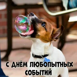 День любопытных