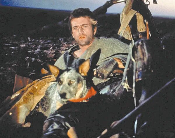 мэл гибсон и австралийский хилер. австралийский хилер безумный макс. Mad max собака. безумный макс динки ди. безумный макс 2 воин дороги пёс.