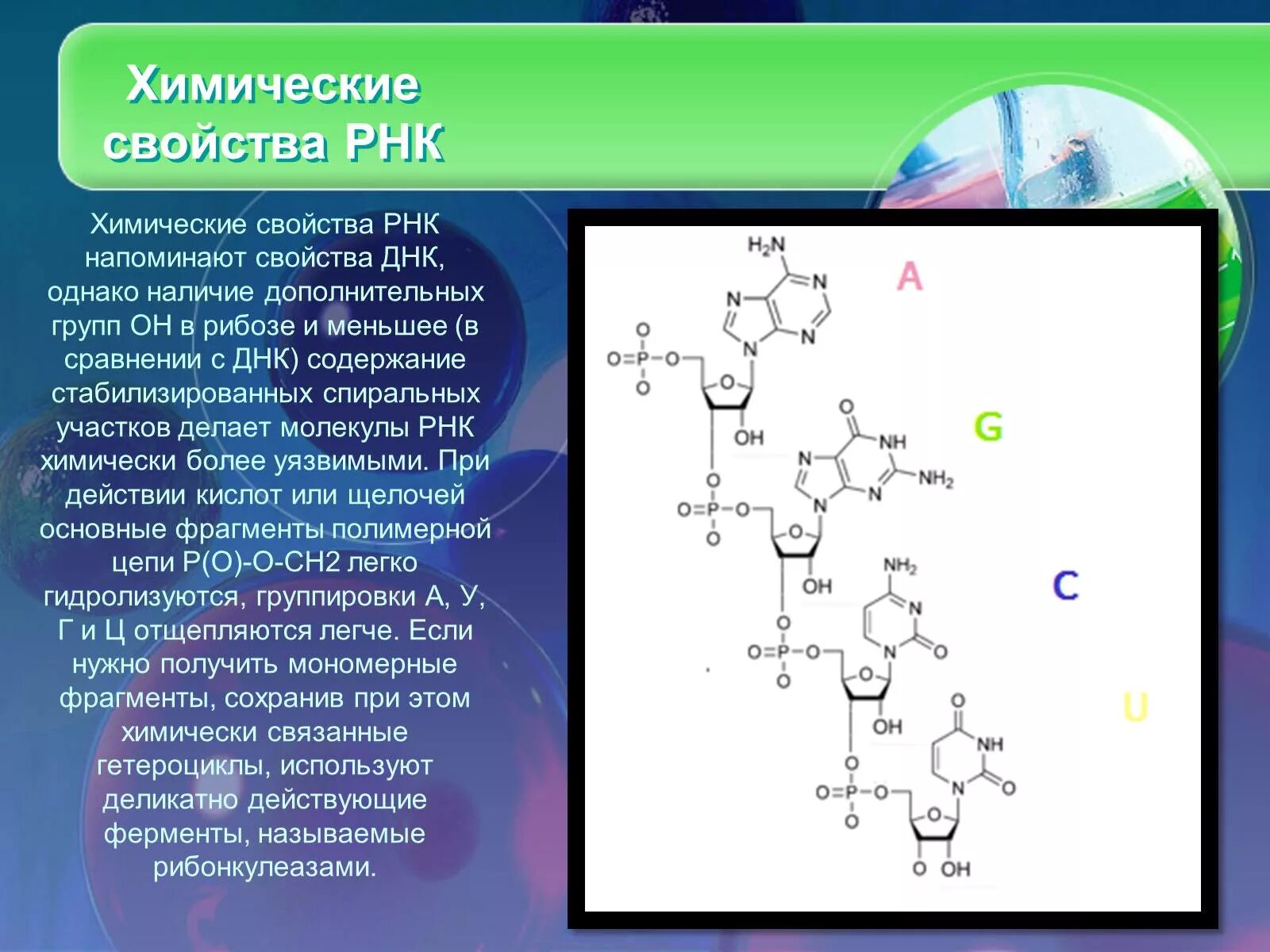Химическое строение и структура РНК. Химические свойства РНК. Рибонуклеиновая кислота формула химическая. Химические связи в РНК.