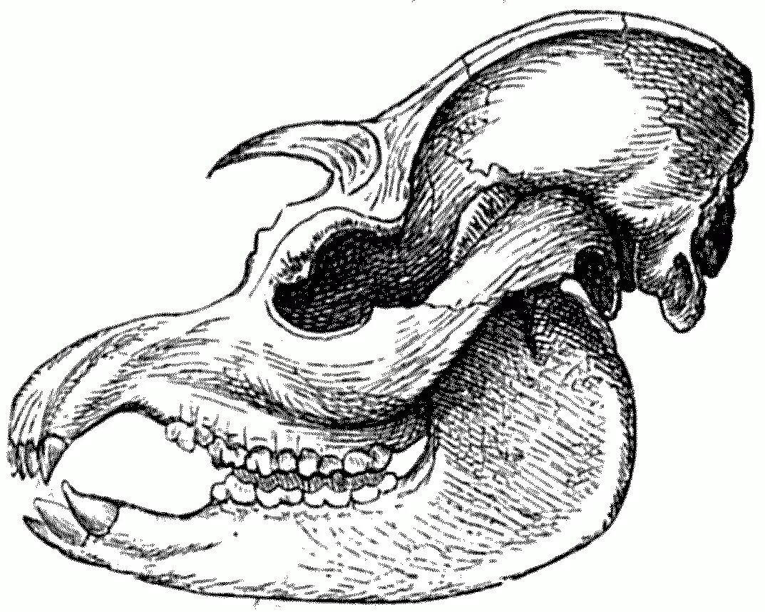 Особенности зубной системы парнокопытных. Непарнокопытные череп. Отряд непарнокопытные череп. Отряд парнокопытные череп.