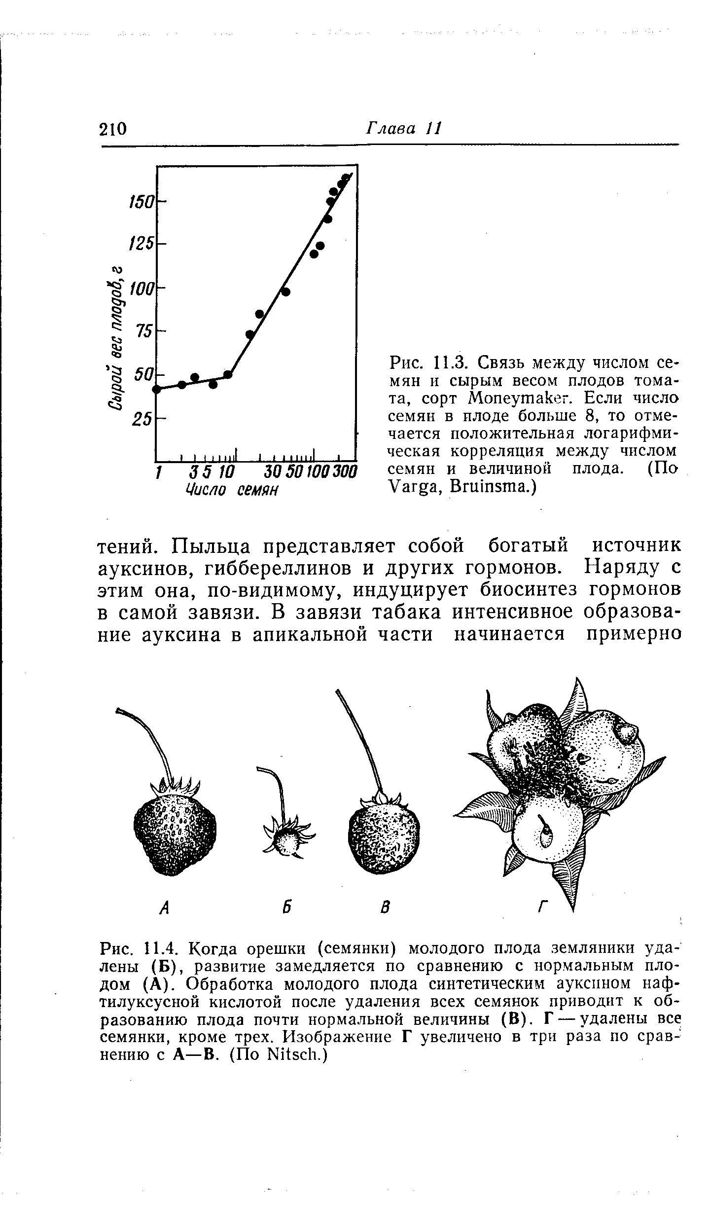 Семя томата схема. Количество семян в плоде ореха. Как определить количество семян в плоде. Количество семян в плодах аронии. Максимальное число семян в плоде равно числу.