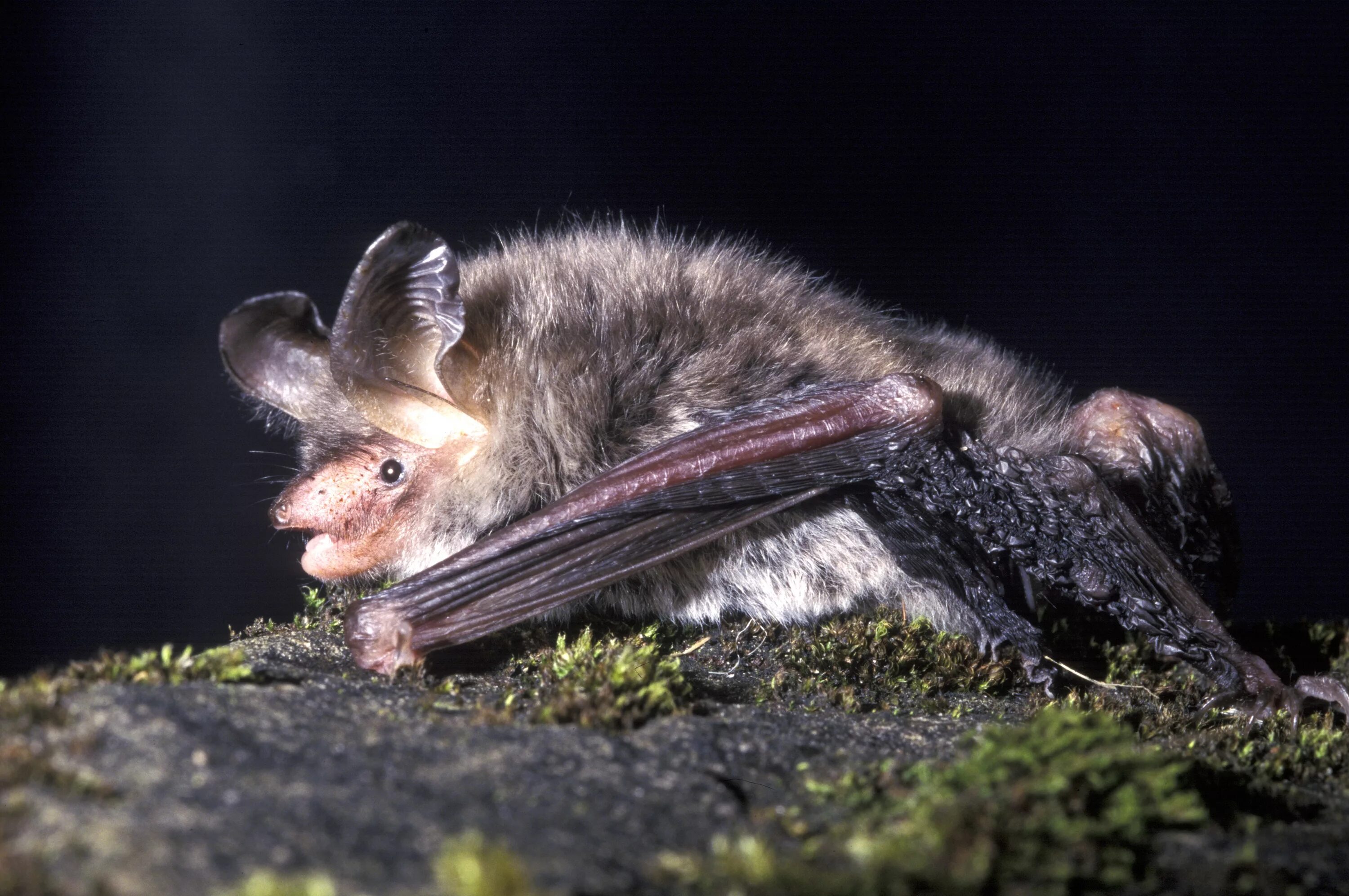 Прудовая ночница. Ночница Иконникова Myotis ikonnikovi. Ночница Бехштейна. Ночница длиннохвостая – Myotis Frater. Ночница Иконникова (Myotis ikonnikovi Ognev).