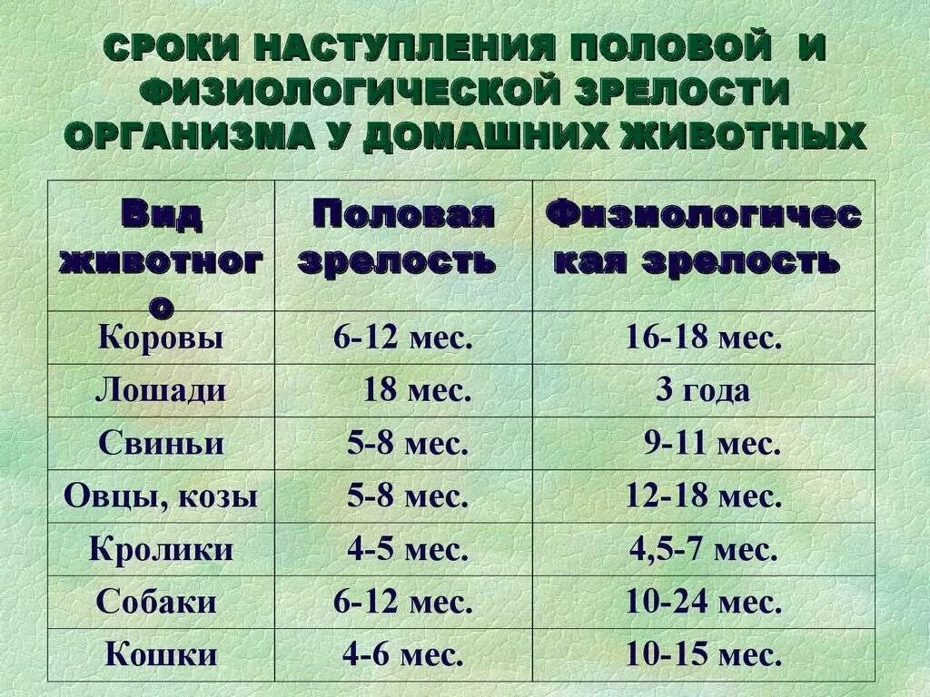 Половое созревание у млекопитающих