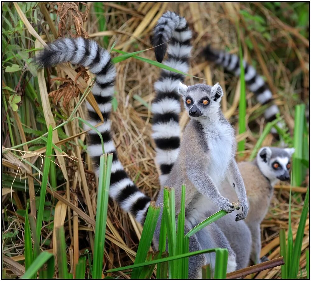 Perfect animals