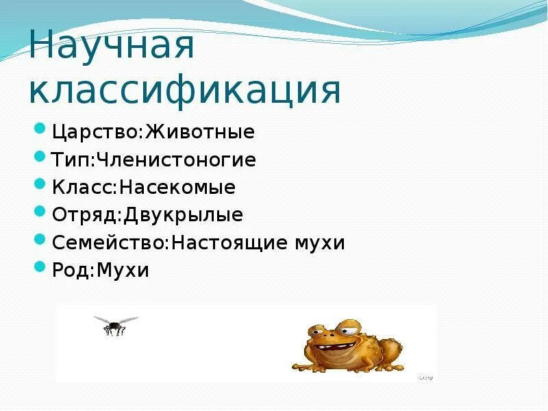 Насекомые относятся к царству. Мухи отряд Тип вид род класс. Вид отряд класс Тип царство мухи. Систематика двукрылых. Систематическое положение отряда Двукрылые.