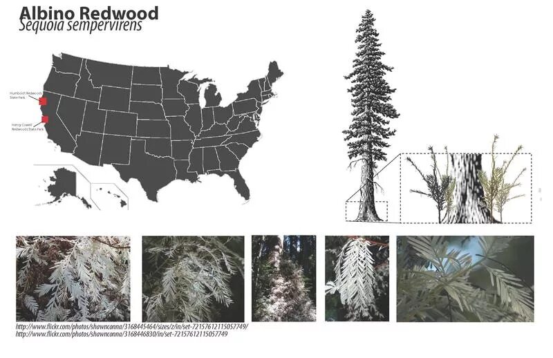 Sequoia программа