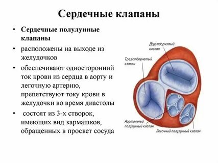 Какой клапан находится в аорте