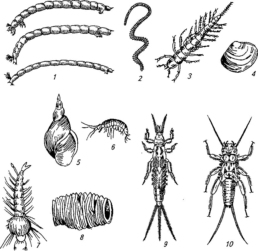 Ручейник Зообентос. Личинки поденок бентос. Личинки беспозвоночных животных таблица. Личинки ручейников бентос или планктон.