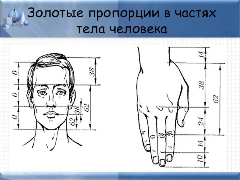 Пропорции человека. Соотношение частей тела человека. Пропорции человеческого тела. Пропорциичеловечекого телам.