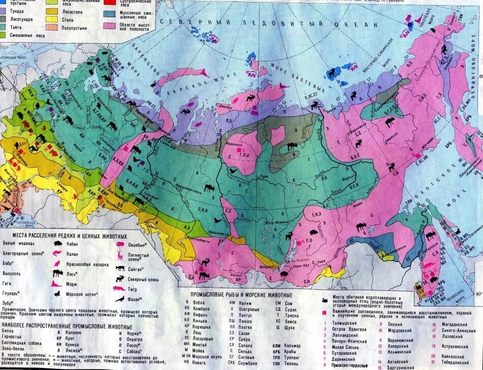 Тундра на карте России природных зон. Зоны арктических пустынь тундры и лесотундры на контурной карте. Зона Арктики и тундры на карте России. Зона тундры на карте природных зон.